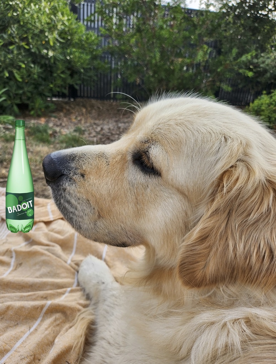 Mon chien 1