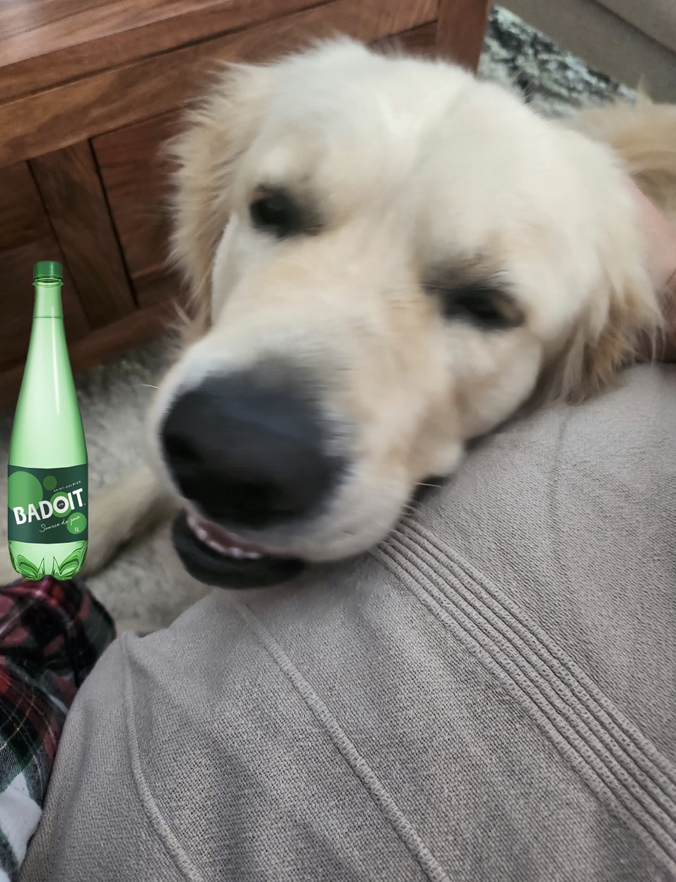 Mon chien 3