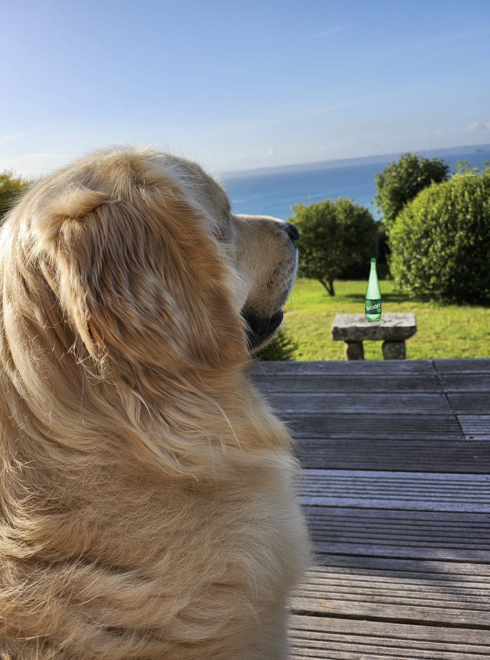 Mon chien 5