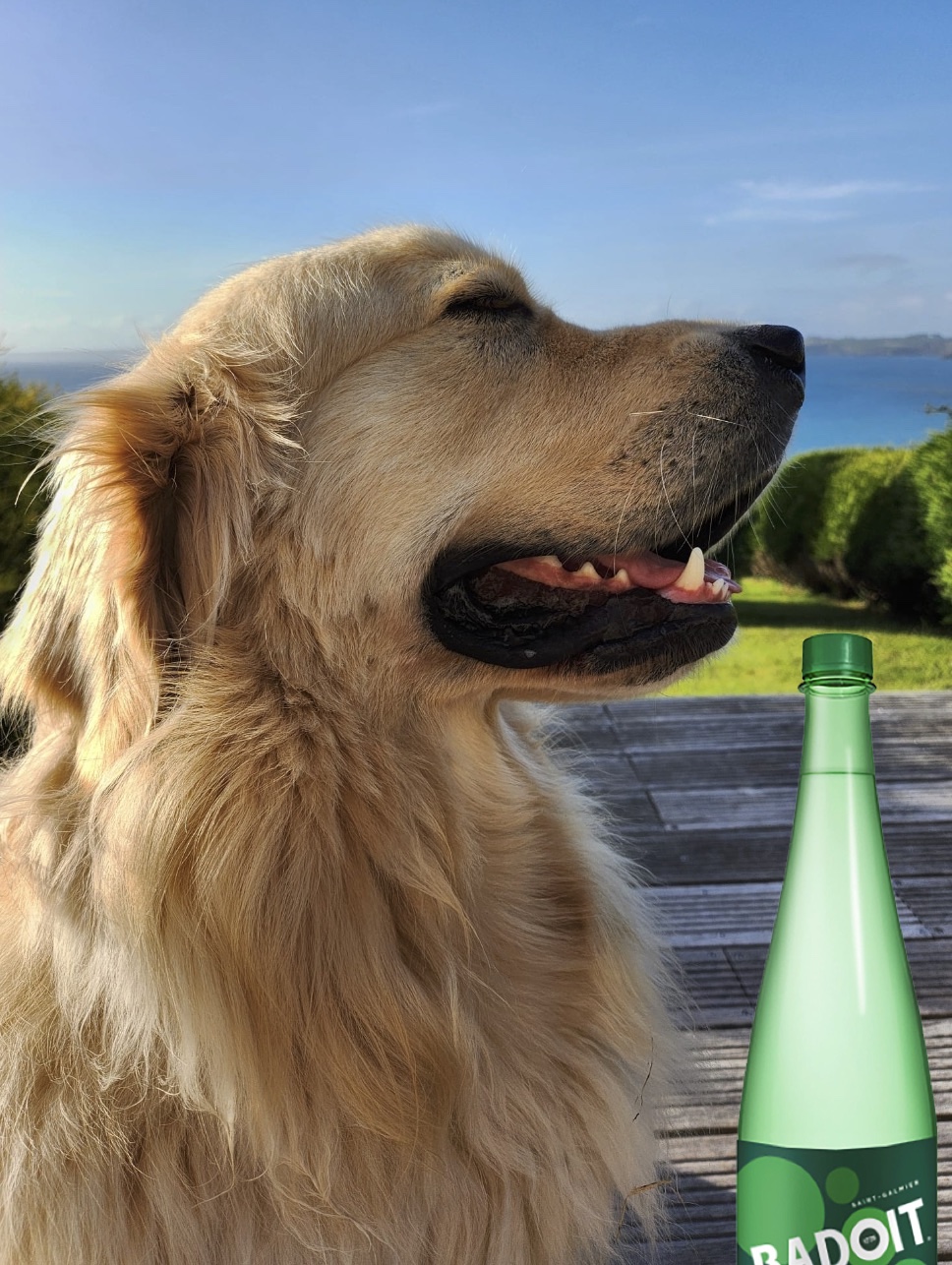 Mon chien 6