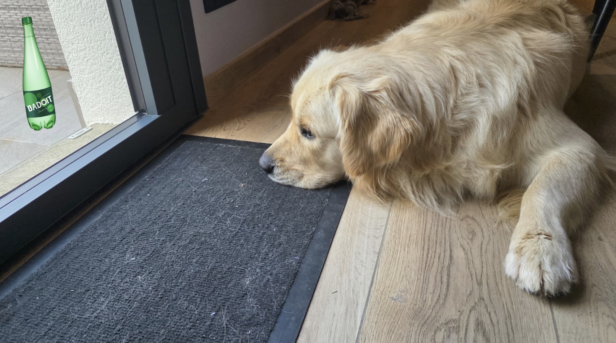 Mon chien 7